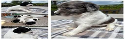 Sproodle dogs for sale: ✨ Premium Rare F1 Sproodle Pups – Champion Lines ✨ - Advert 9