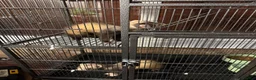 Ferret rodents for sale: Brothers  in Peterborough - Advert 2