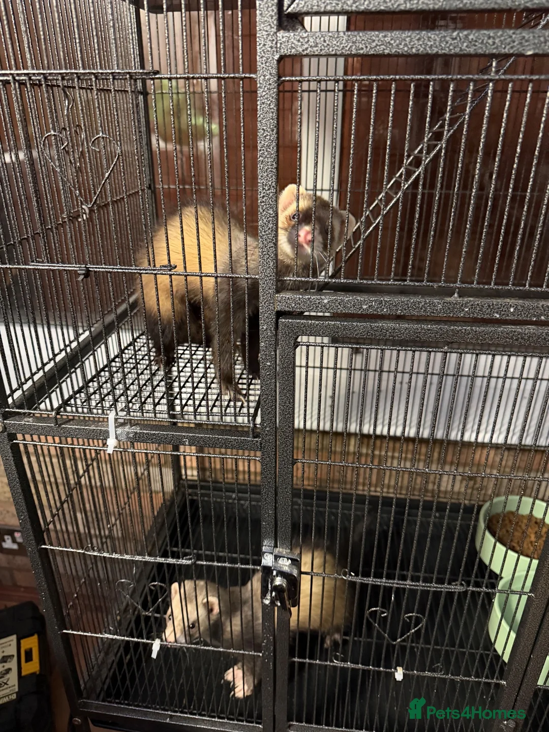Ferret rodents for sale: Brothers  in Peterborough - Advert 2