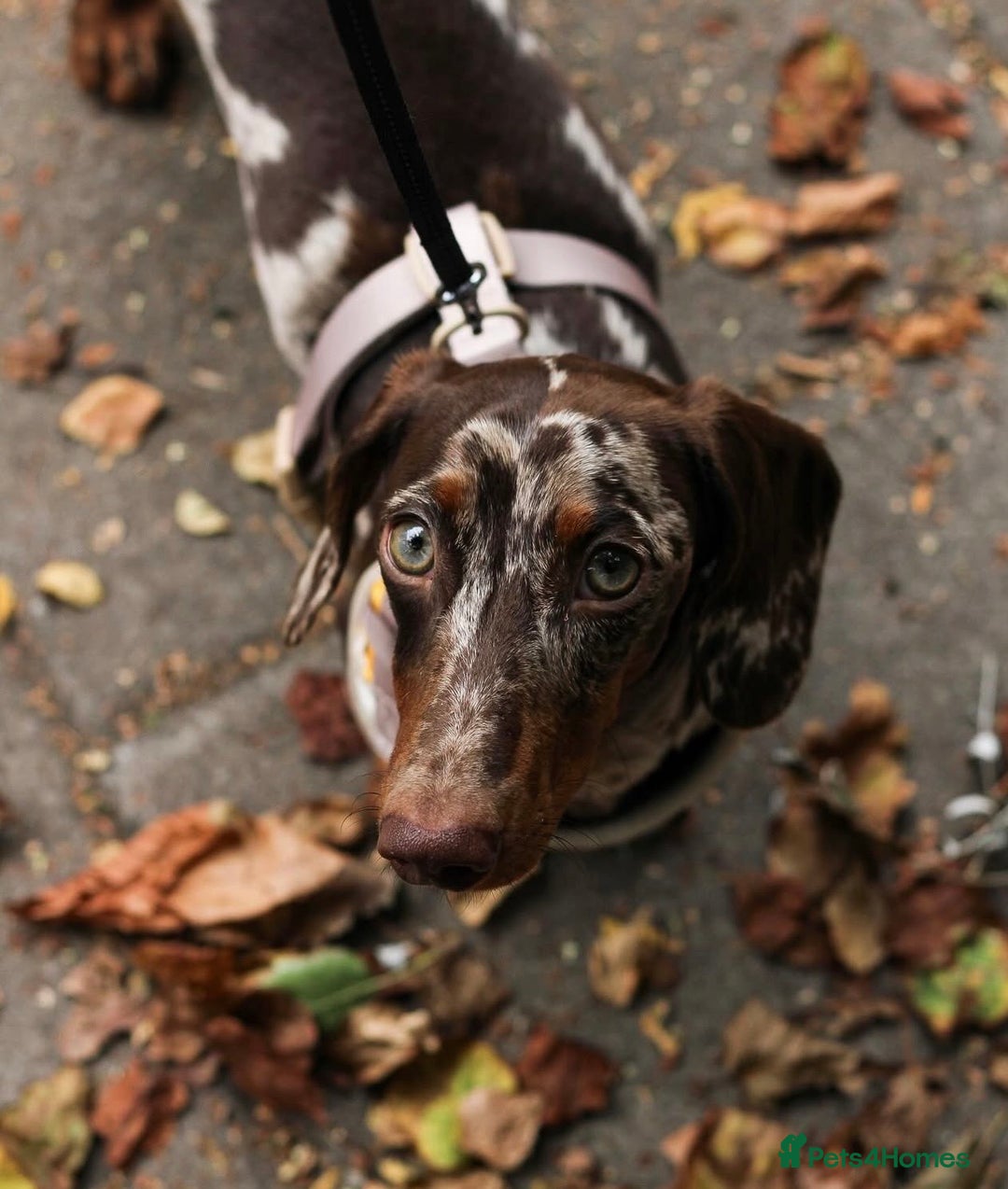 Miniature Dachshund dogs for stud: Loki dapple miniature dachshund Stud - Image 2