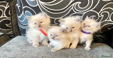 Ragdoll cats - Advert 7