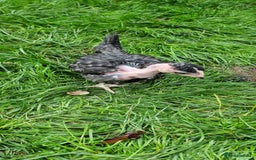 Chickens poultry for sale: Transylvanian Naked Neck Chicks - Image 28