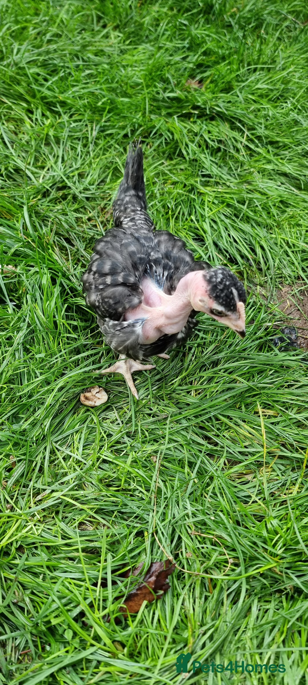 Chickens poultry for sale: Transylvanian Naked Neck Chicks - Image 28