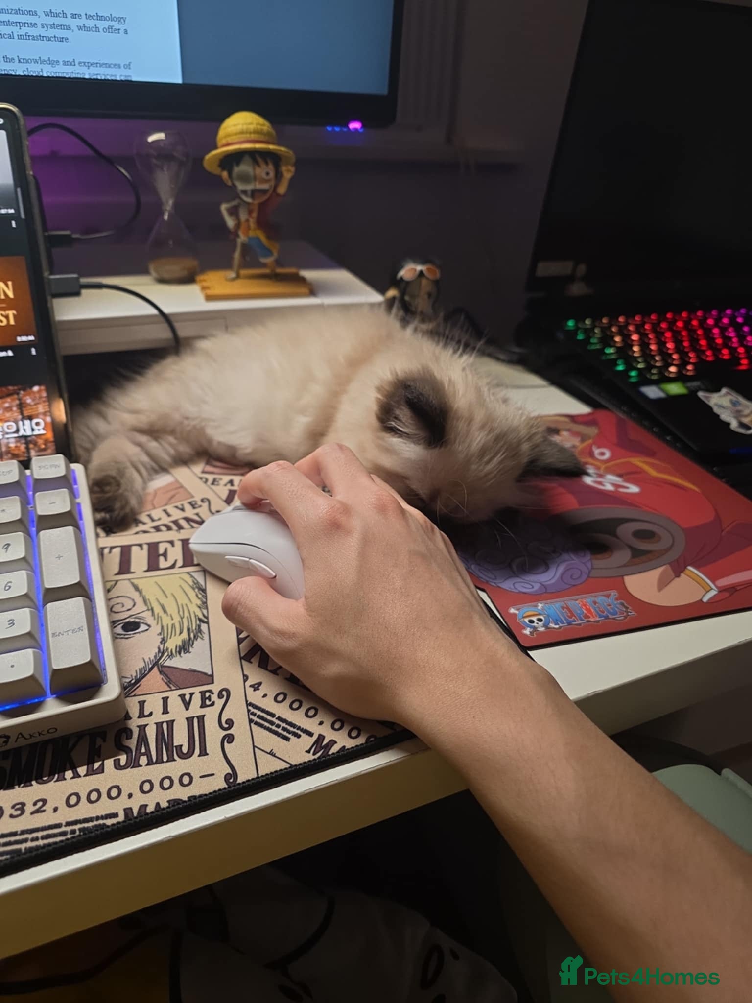 Ragdoll cats ​Heartbreaking Rehoming Male Ragdoll Kitten - Advert 8