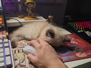 Ragdoll cats Heartbreaking Rehoming Male Ragdoll Kitten - Advert 11