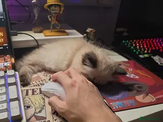 Ragdoll cats Heartbreaking Rehoming Male Ragdoll Kitten - Advert 17