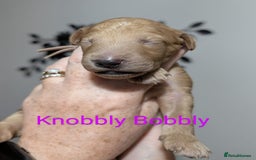 Goldendoodle dogs for sale: Gorgeous Goldendoodles  - Image 22