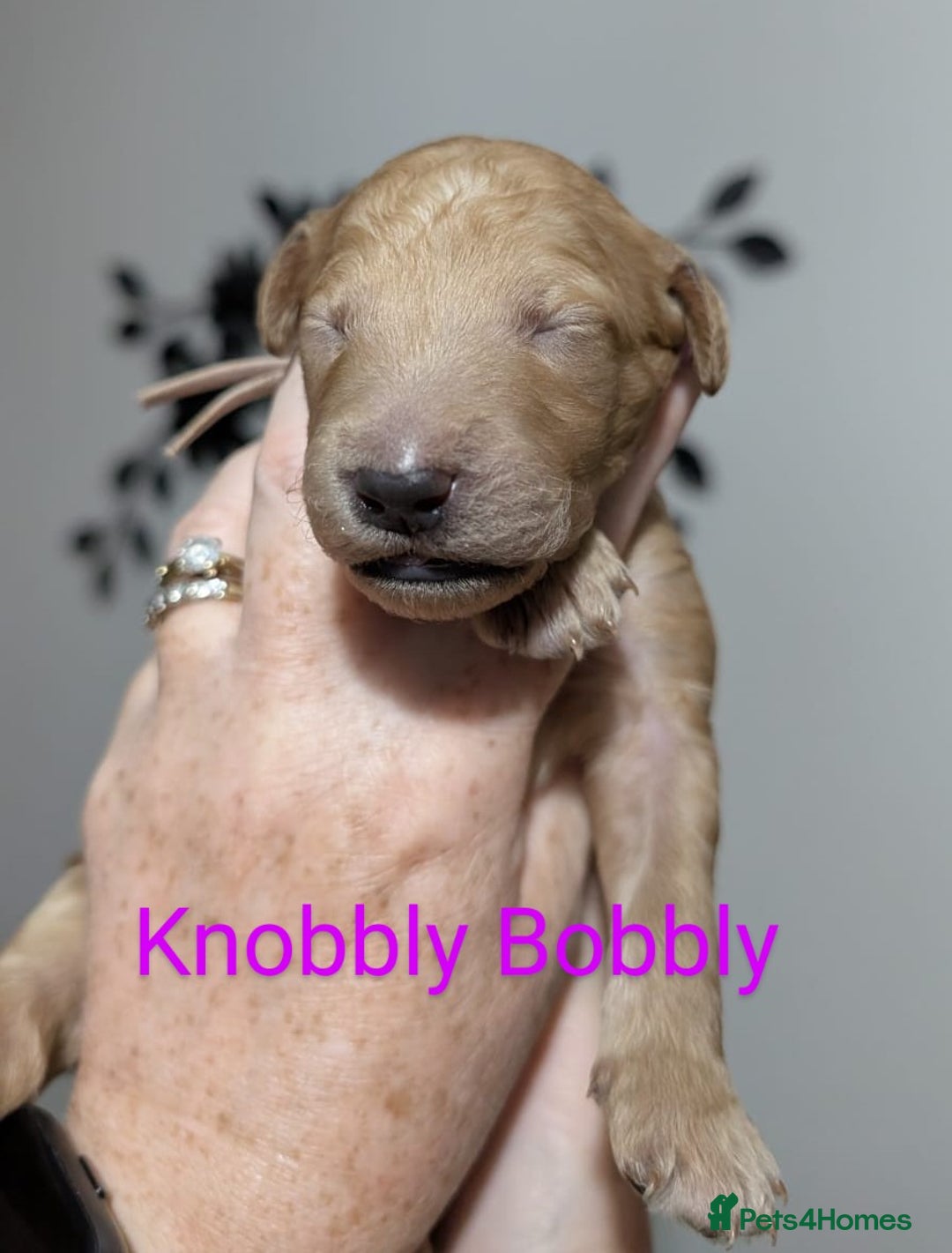 Goldendoodle dogs for sale: Gorgeous Goldendoodles  - Image 22