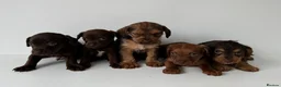 Mixed Breed dogs for sale: 5 Beautiful Chocolate brown & Tan Puppies  in Egham - Advert 4