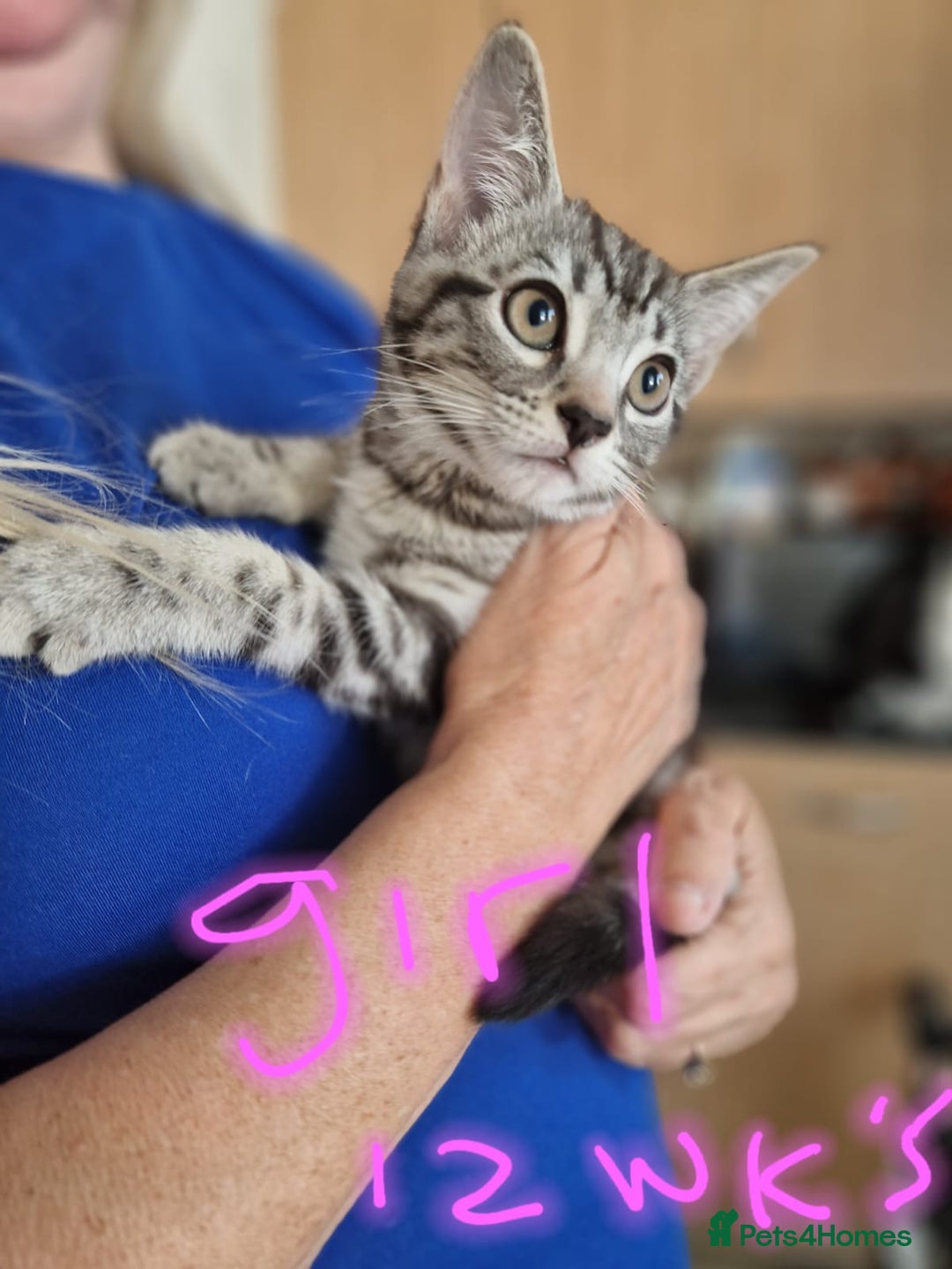 Maine Coon cats for sale: Kitten for sale various colours  - Image 2