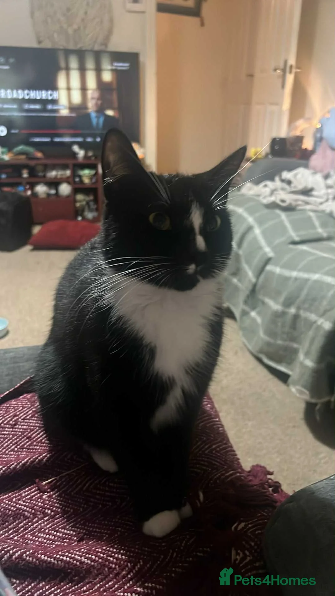 Mixed Breed cats for sale: girl cat for sale - Advert 1