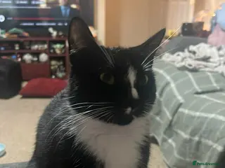 Mixed Breed cats girl cat for sale - Advert 1