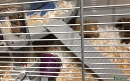 Hamster rodents for sale: Serian hamster  - Image 3
