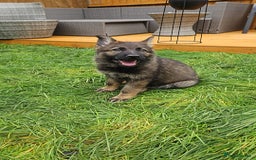 German Shepherd dogs for sale: German Shepherd Puppies – Working Line - Image 13
