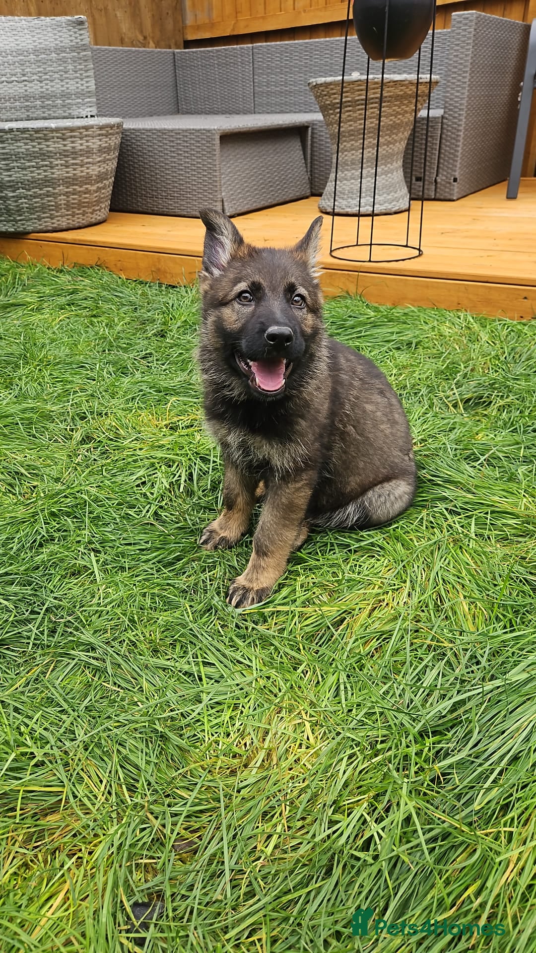 German Shepherd dogs for sale: German Shepherd Puppies – Working Line - Image 13
