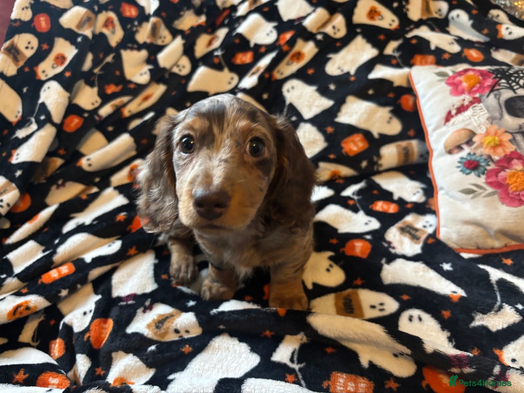 Miniature Dachshund dogs for sale: Adorable Longhaired Miniature Dachshund Puppies - Image 2