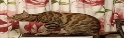Bengal cats for sale: Bengal Adolescent & Young Adult Entire Males - Advert 16