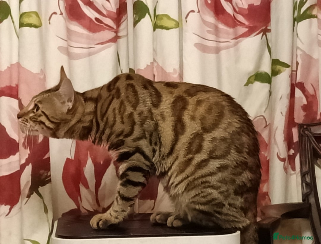 Bengal cats for sale: Bengal Adolescent & Young Adult Entire Males - Image 16