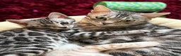 Bengal cats for sale: ⭐️Divine silver black spotted tabby bengal ⭐️ - Advert 1