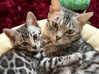 Bengal cats Divine silver black spotted tabby bengal - Advert 1