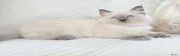 Ragdoll cats for sale: Blue Point Ragdoll Kittens 3 boys left  - Advert 5