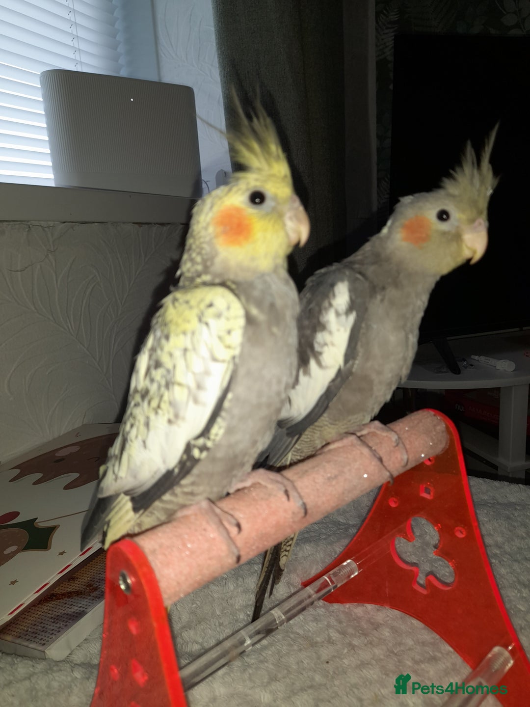 Cockatiels birds for sale: Beautiful cockatiels - Advert 3