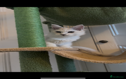 Maine Coon cats for sale: Silver shaded Maine coon female - Image 2