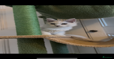 Maine Coon cats - Advert 13