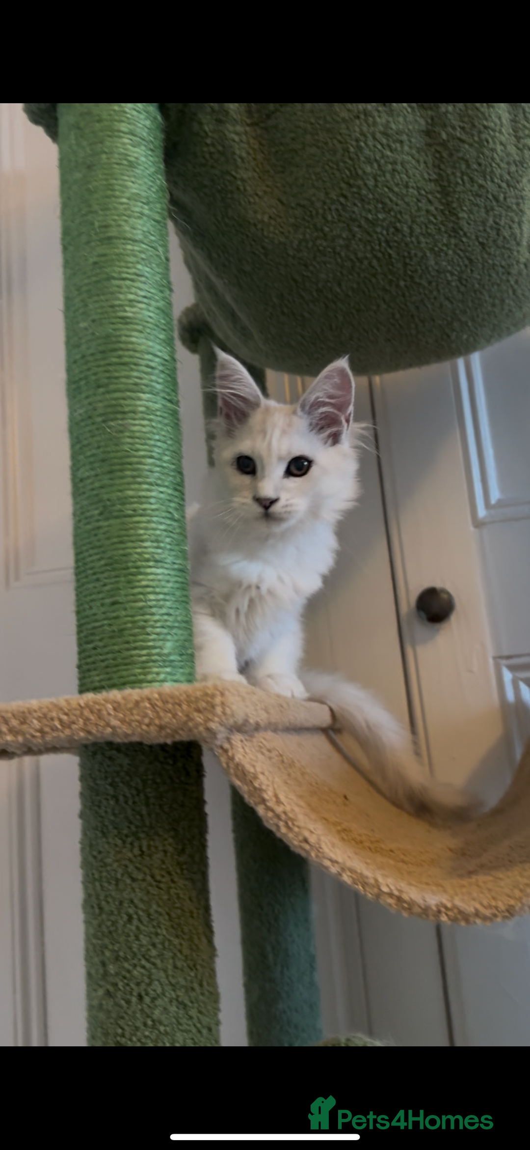 Maine Coon cats for sale: Silver shaded Maine coon female - Image 2