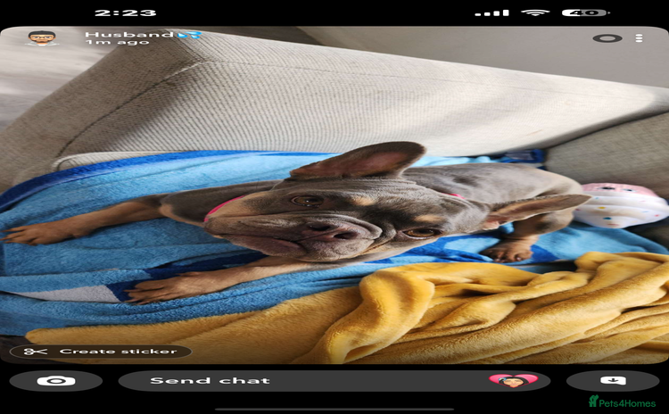 French Bulldog dogs - Advert 1