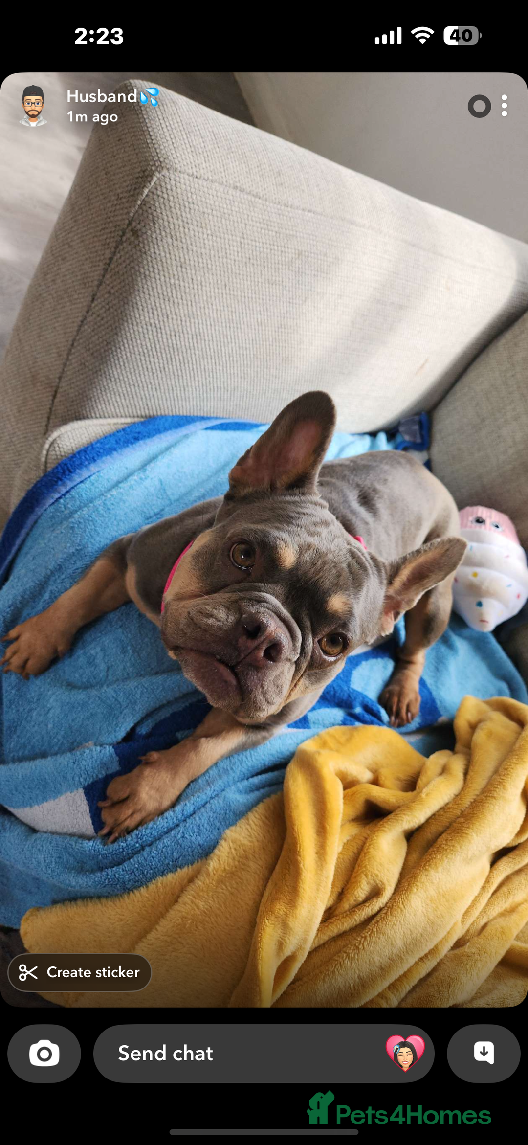 French Bulldog dogs for stud: Frenchie female  - Image 1