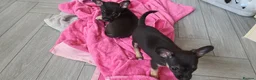 Chihuahua dogs for sale: Super cute litter of 5 chihuahua puppies in Pontypool - Advert 5