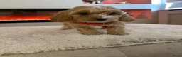 Cavapoo dogs for sale: Gorgeous Cavapoo puppies  - Advert 36