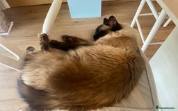 Ragdoll cats for adoption: Brother and Sister Ragdoll Cats for rehome - Image 5