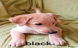 Mixed Breed dogs for sale: Beautiful puppies for sale  - Image 5