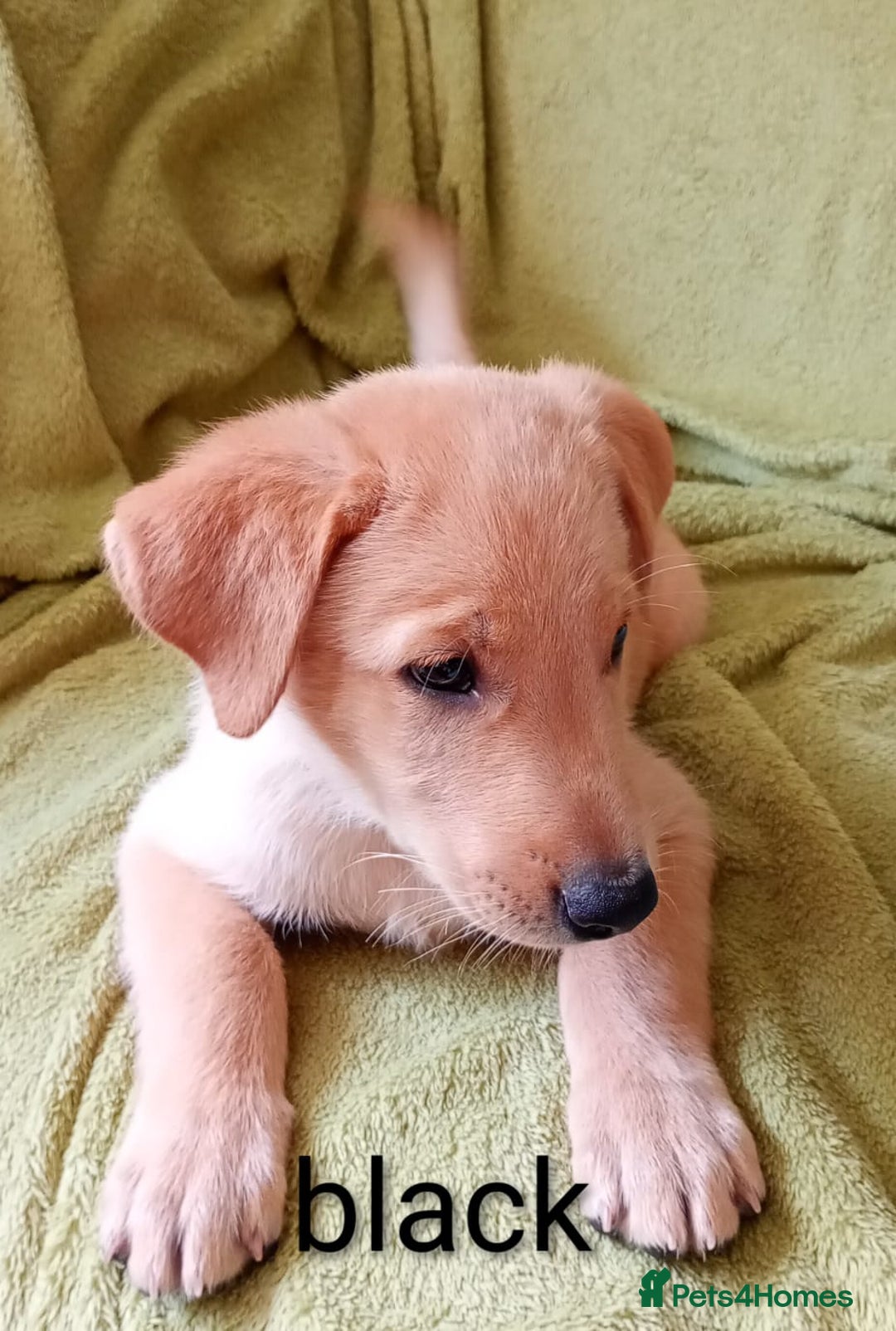 Mixed Breed dogs for sale: Beautiful puppies for sale  - Image 5