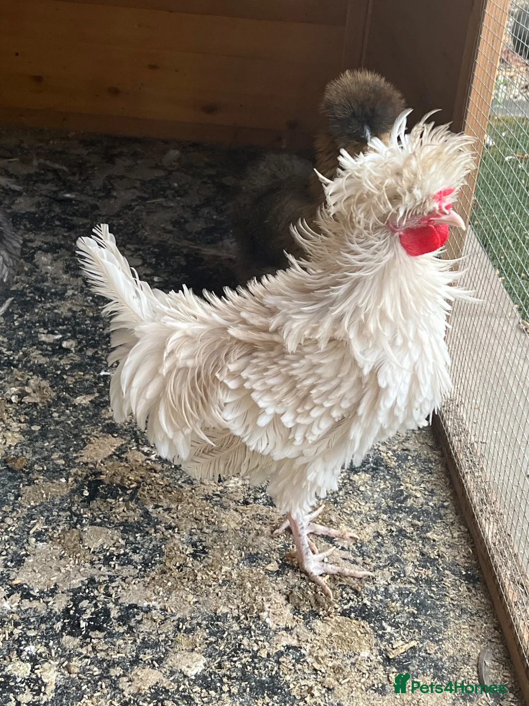 Chickens poultry for sale: Polish mix with frizzle cock 3 months old  - Advert 2