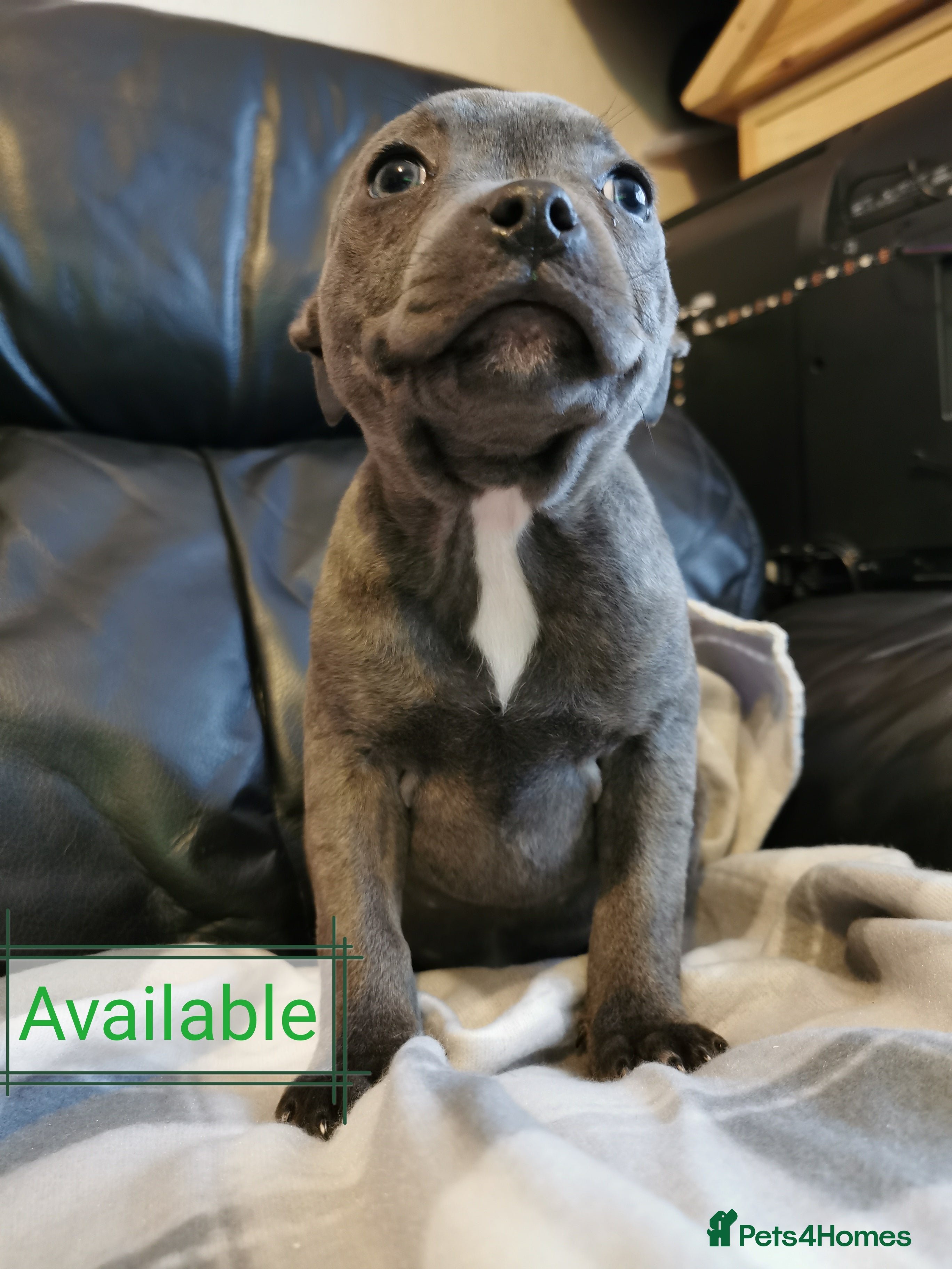 Staffordshire Bull Terrier dogs Staffordshire Bull Terrier puppies for sale  - Advert 5