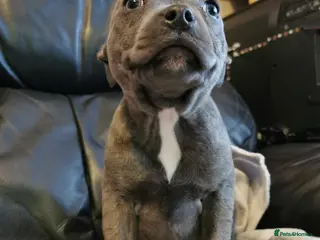 Staffordshire Bull Terrier dogs Staffordshire Bull Terrier puppies for sale - Advert 5
