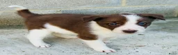 Border Collie dogs for sale: Gorgeous border collie puppies  - Advert 9