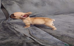 French Bulldog dogs for sale: 4 Beautiful french bulldog puppies  - Image 8