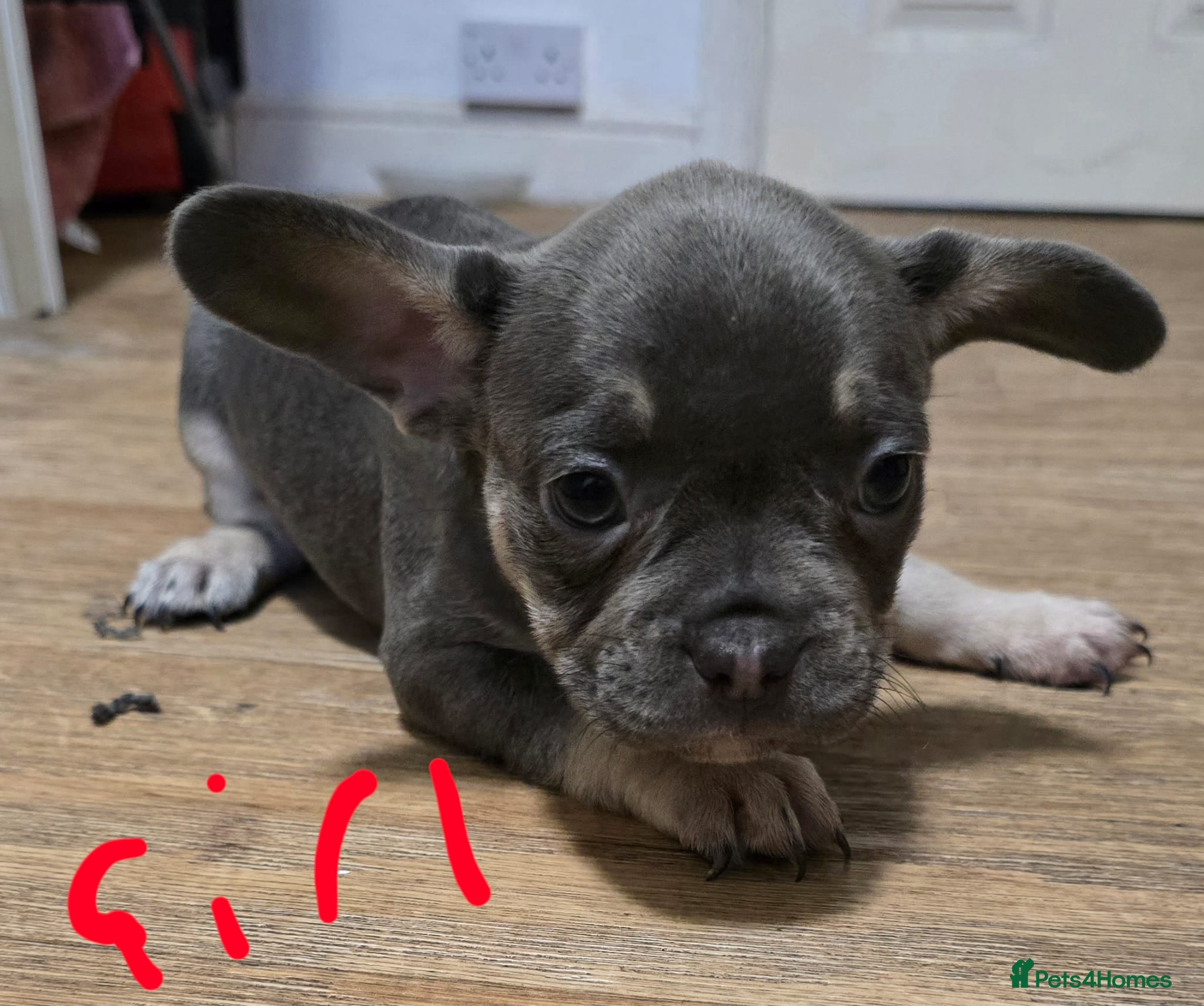 French Bulldog dogs 2girls and 1 boy French bull dogs  - Advert 1