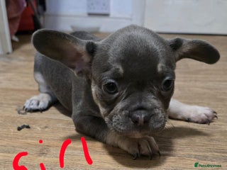 French Bulldog dogs 2girls and 1 boy French bull dogs - Advert 3