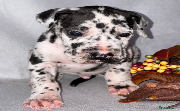 Great Dane dogs - Advert 3