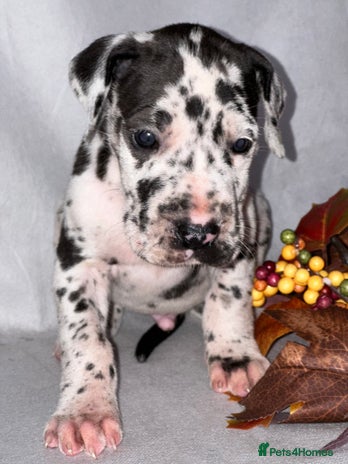 Great Dane dogs - Advert 2