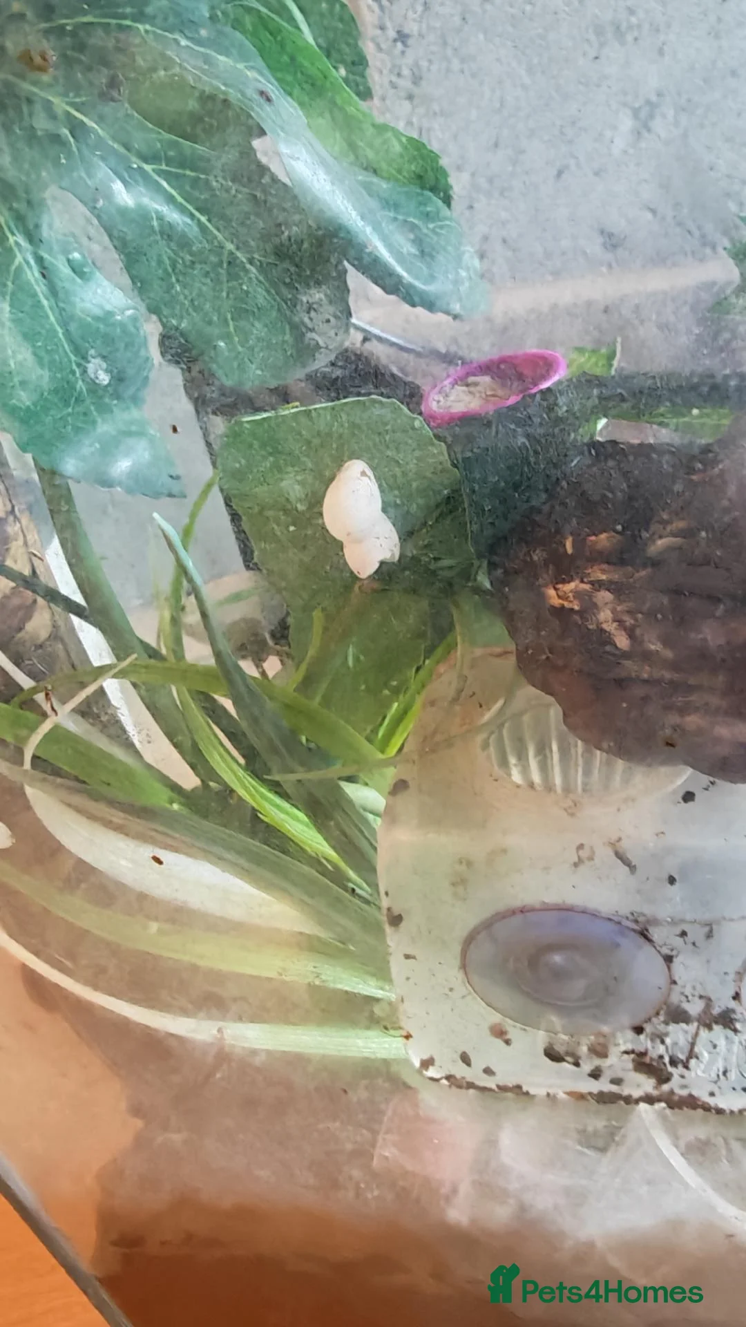 Tarantulas invertebrates for sale: M,geckos,snails.scorpian - Advert 9
