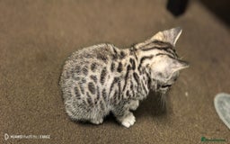 Bengal cats for sale: Sweet Bengal Kittens For Sale  - Image 12