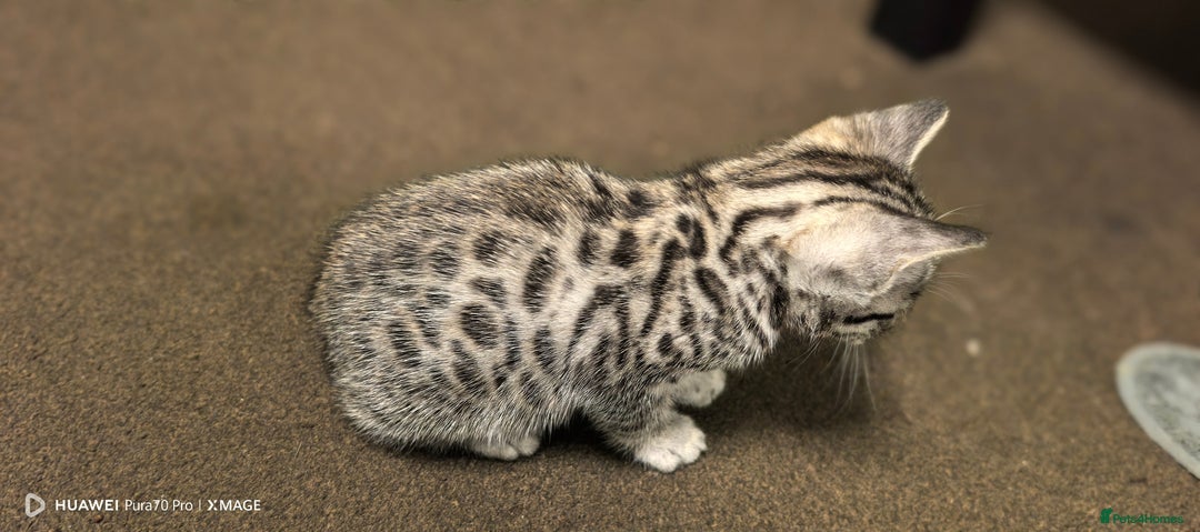 Bengal cats for sale: Sweet Bengal Kittens For Sale  - Image 12