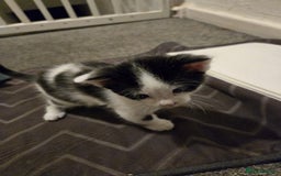 Mixed Breed cats for sale: Kittens for sale - Image 3