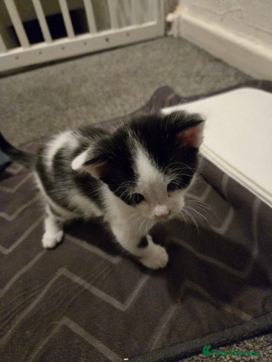 Mixed Breed cats for sale: Kittens for sale - Image 3